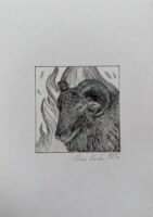 BARAN / znak zodiaku/ Daria Kardaś / oryginalna ilustracja